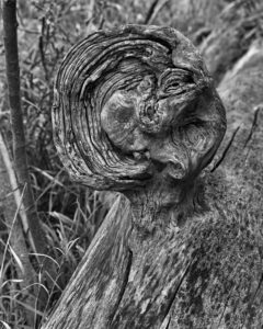 Artistic black and white photo of burly tree knob