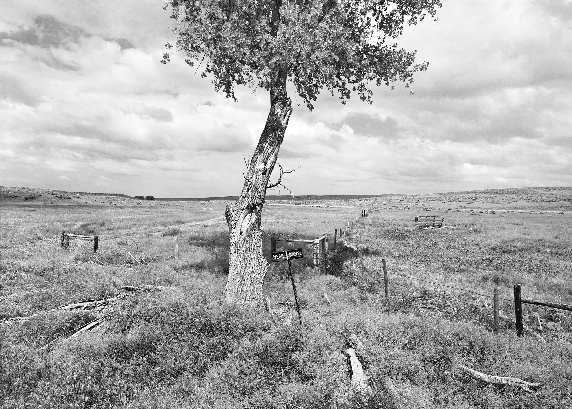 Artistic black and white photo of single tree next to fenced in farm field